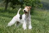 FOX TERRIER 617